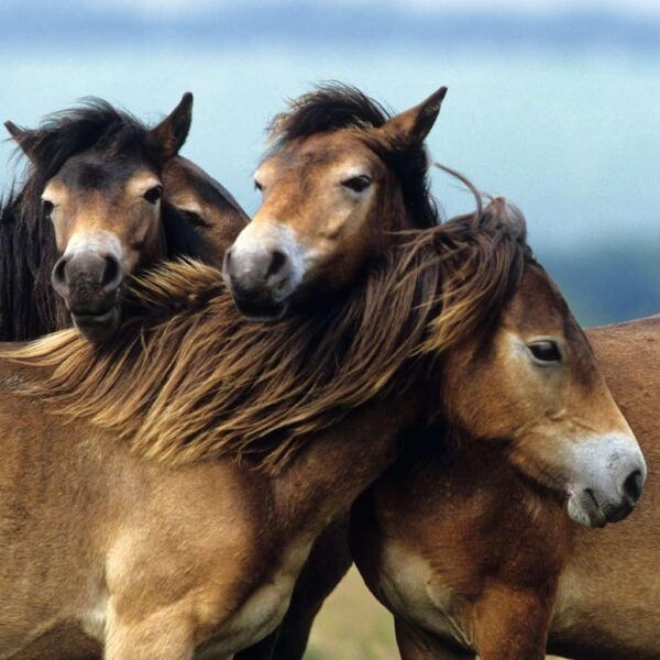 Puzzle 3x49 Chevaux – Image 4
