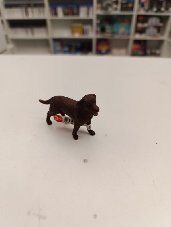 chien