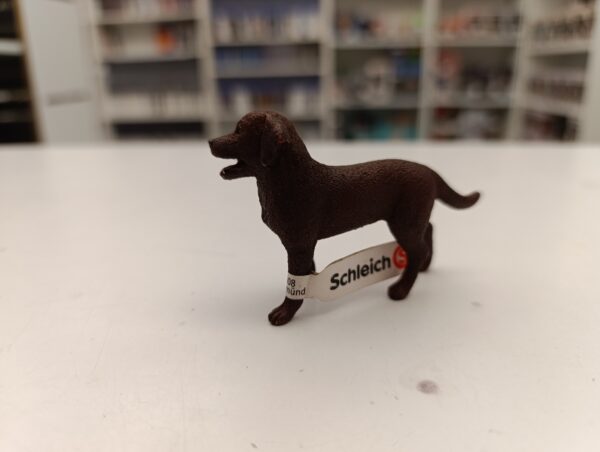 Chien